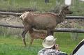 Elk and calf
